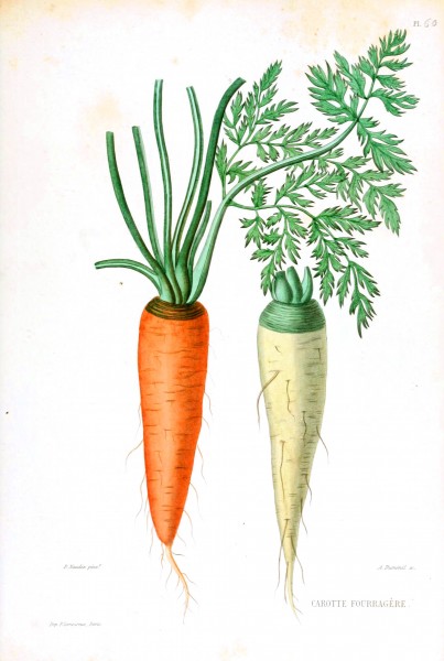 Carrots