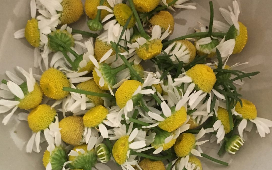 Chamomile: a Healing Herbal Powerhouse