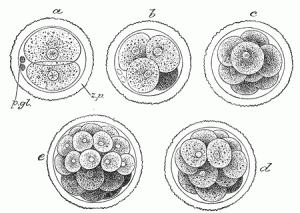 Embryo Growing