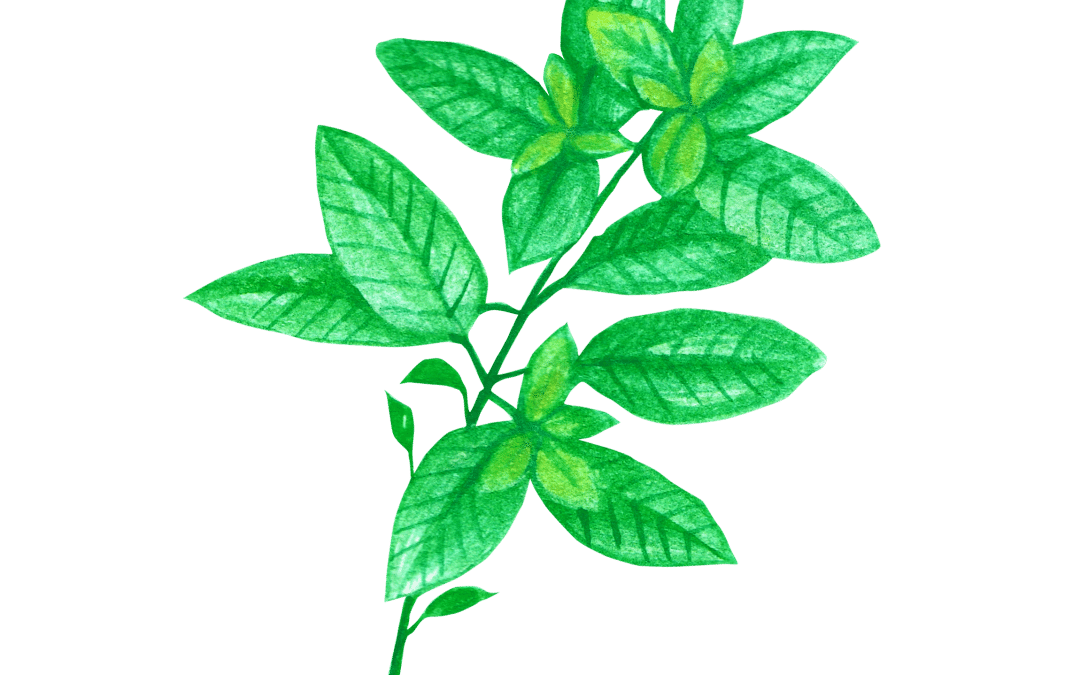 Basil & Chrysanthemum Tea for Headache and Stress