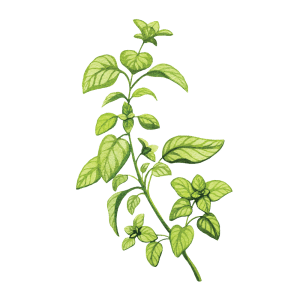 Lemon Balm