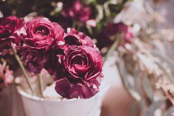 Ranunculus in a vase