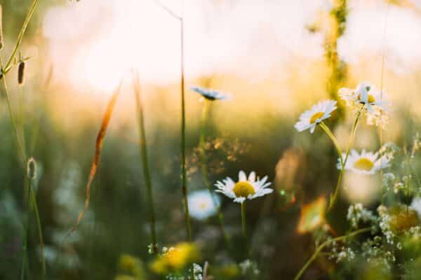 Spring Flowers